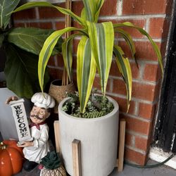 Plant