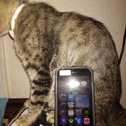 iPhone SE 3rd Generation