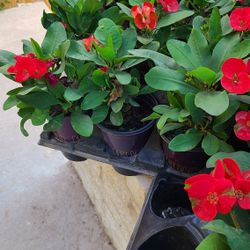 Coronas De Cristo Diferentes Colores 