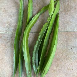 Pitahayas (Dragon fruit) Plant Cuttings 