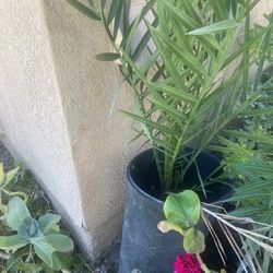 Date Tree In A Pot 8 Years Old 5 Ft Tall 60$