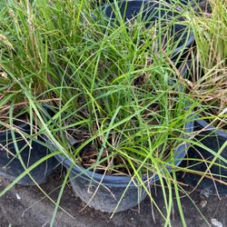 Grass plant