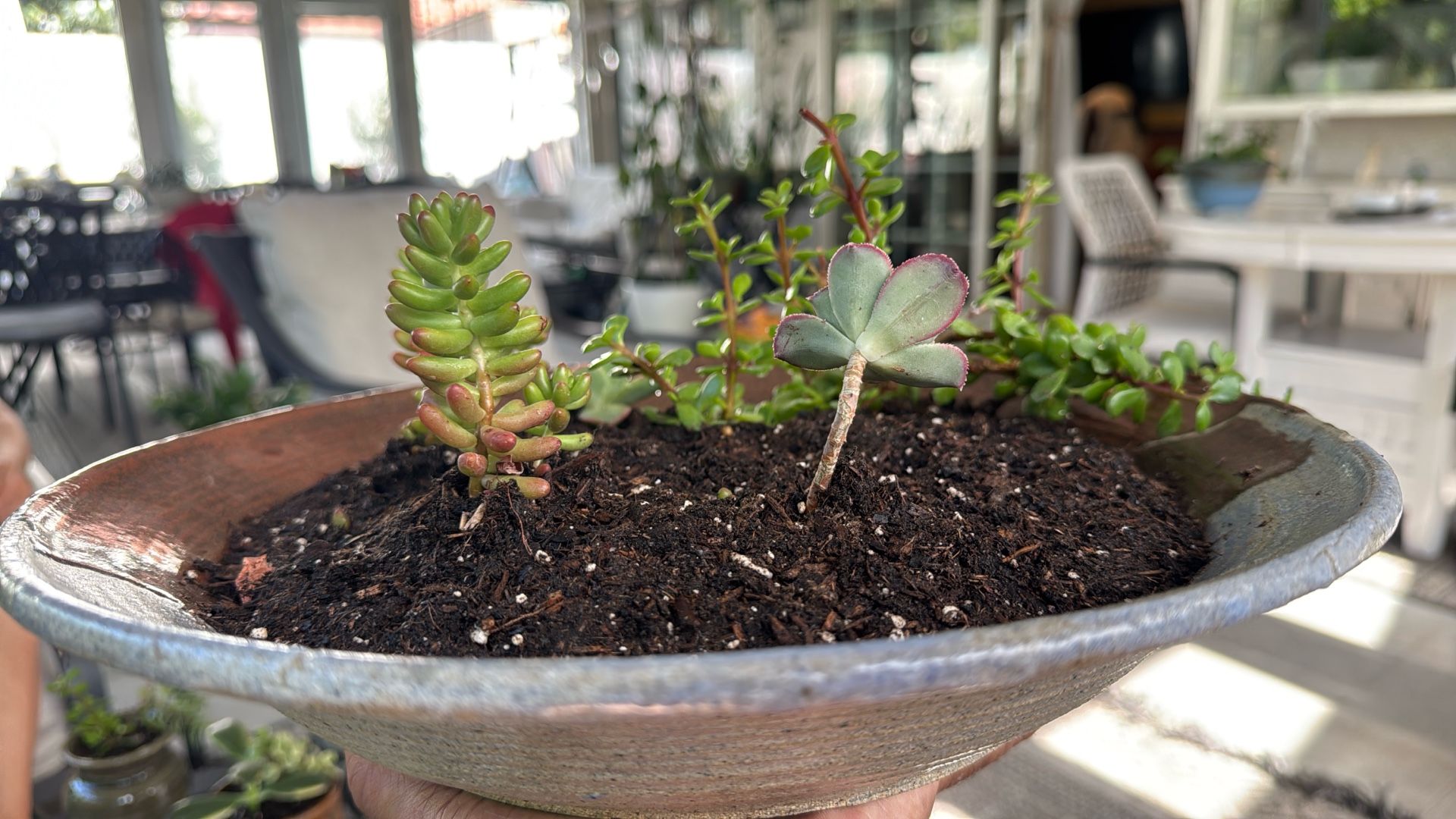 Beautiful Hand Made Clay Pots With Very Healthy Succulents.