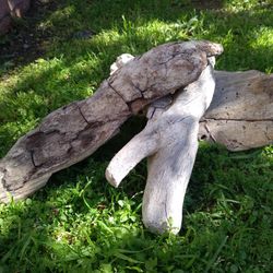 3 Pieces Of Genuine Driftwood 