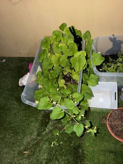 Free vegetable plants