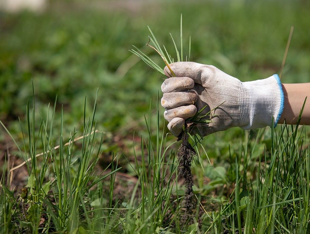 Weeds Removed ?