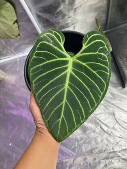 Anthurium Regale