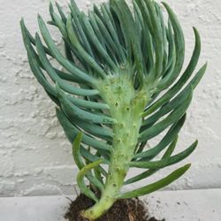 9" rare Mermaid Tail Succulent Crested Senecio Vitalis narrow leaf chalksticks only 1 hurry