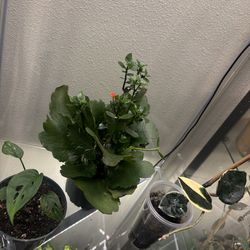 Three plants  -one price