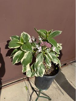 Xl variegated Hydrangea plant