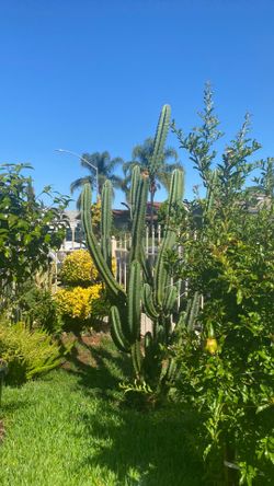 Cactus de esquíes de venta 5 y de 10