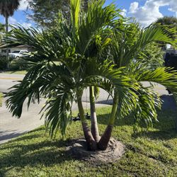 Trees, Stumps,lights