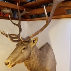 Taxidermy 12 Point Royal Bull Elk Trophy Mount 