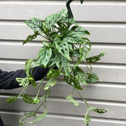 6” Monstera Swiss Cheese 