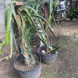 Dragon Fruit Plant On Sale 