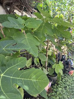 Fig Tree - Brown Turkey