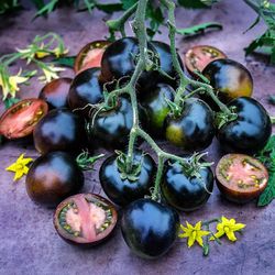 Black Tomato Plants /Chile Plants