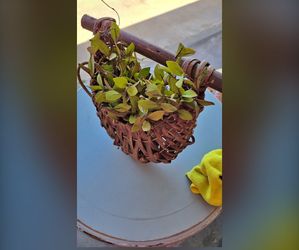 French Wicker Basket with Foliage