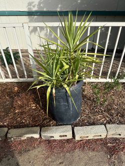 free yucca plant