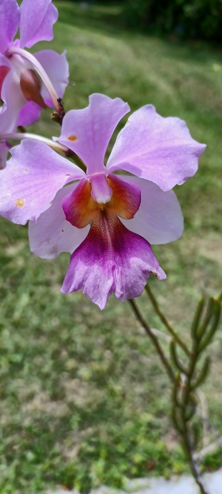 Orchid Outdoor
