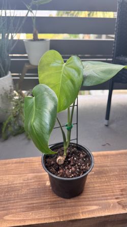Monstera Deliciosa with trellis