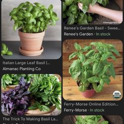 Basil 🌿 Plants