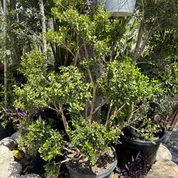 Japanese boxwood topiary bonsai 