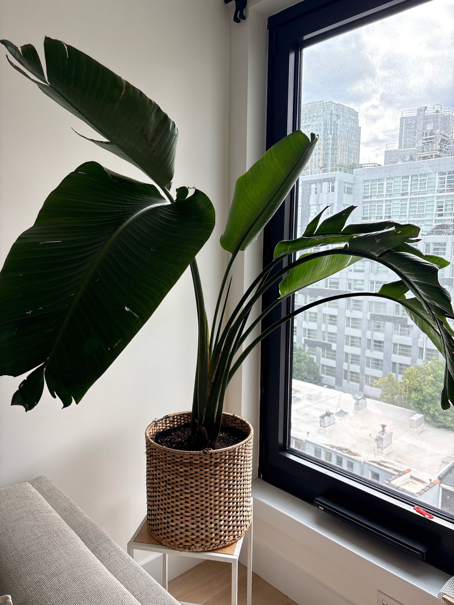 Indoor plants - birds of paradise