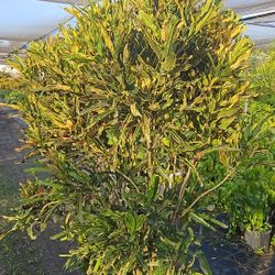 huge crotons  all sizes available 