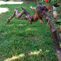 Genuine Driftwood For Aquariums Terrariums Decor 