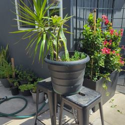 Plastic Pot W, Plants.