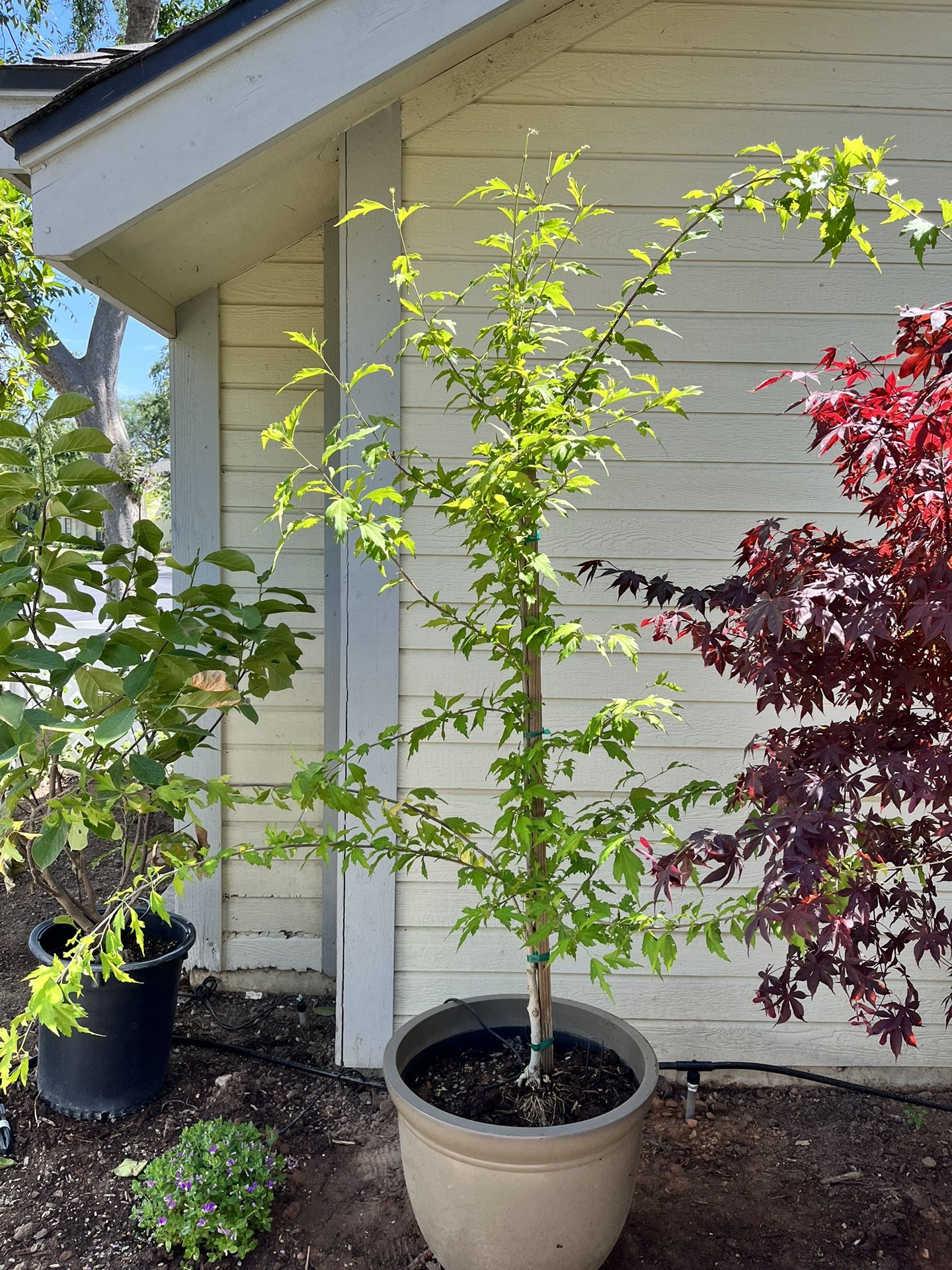 Healthy Tree