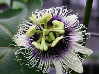 Passion flower plant