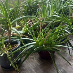 Tons Of Aloe Plants