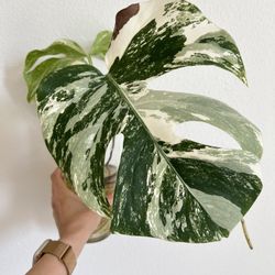Japanese White Tiger Albo Monstera for Sale in Hawthorne, CA - OfferUp