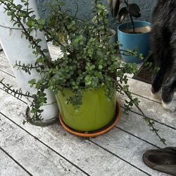 Potted And Hanging plants 