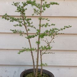 Bonsai Japan Tree 28 Inches With The Chinese Pot 