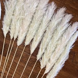 BOHO PAMPAS STEMS