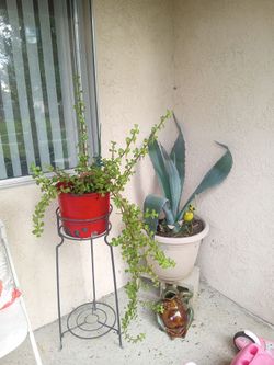 Plants