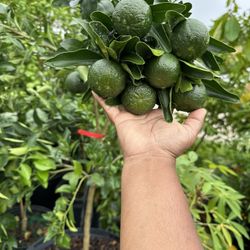 Ponkan Tangerine Plant 