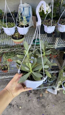 Plantas en macetas colgantes