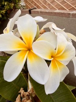 Plumeria