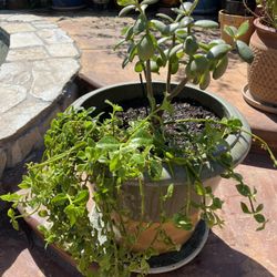 Clay Pot With Succulent Plants