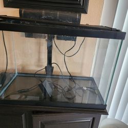 20 Gallon Aquarium Setup