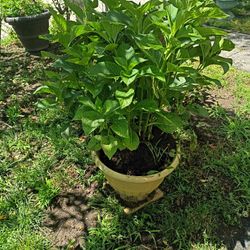 Plant For Outside Pretty $15