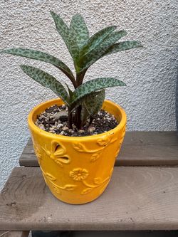 Silver Squill Plant