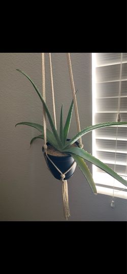 *Free* Aloe/Snake Plants