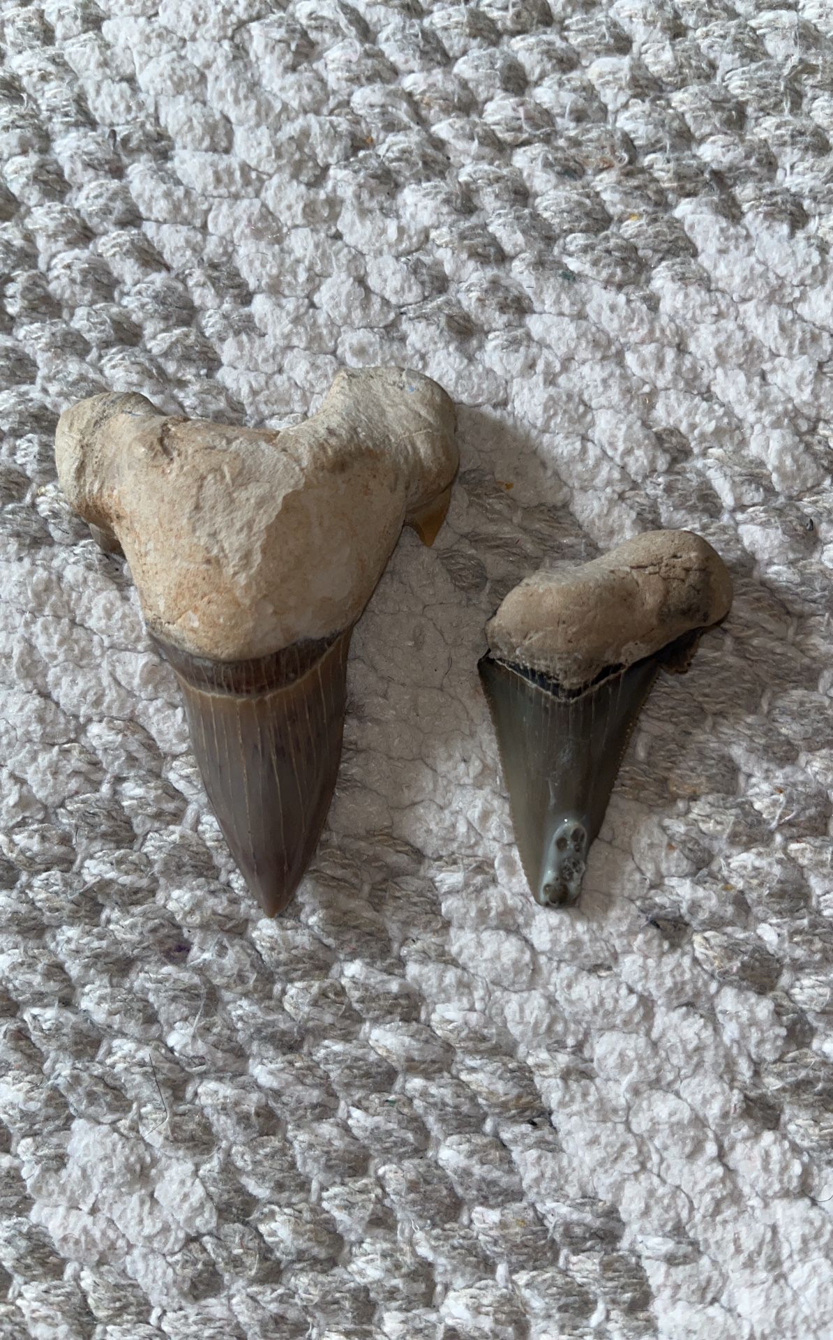 PRISTINE SHARK TOOTH PAIRs