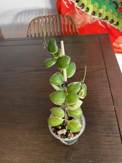 Hoya Incurlvula Albo