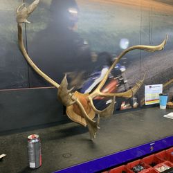 Rare caribou Rack